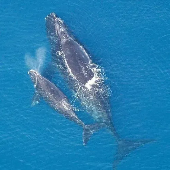 thumbnail for publication: Cetaceans 4th Grade Curriculum Lesson 11—Introduction to Right Whales